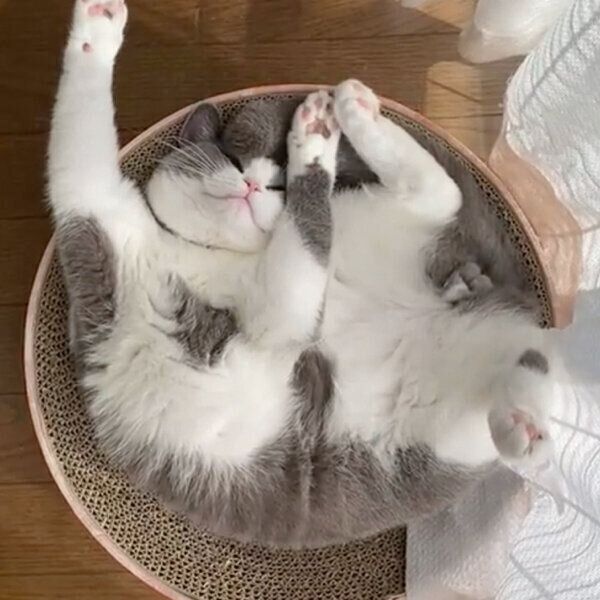 日々人間に近づいてる気がする ダイナミックすぎる寝相を見せる猫が可愛い ねこのきもちweb Magazine